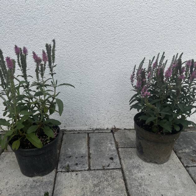 Macskafarkú Veronika - Veronica spicata