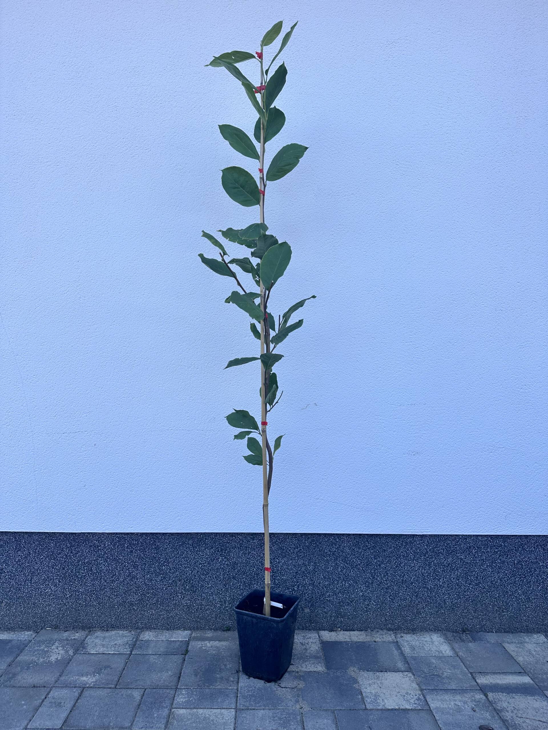 Nagyvirágú liliomfa - Magnolia x soulangeana 'Rustica Rubra' - Image 2