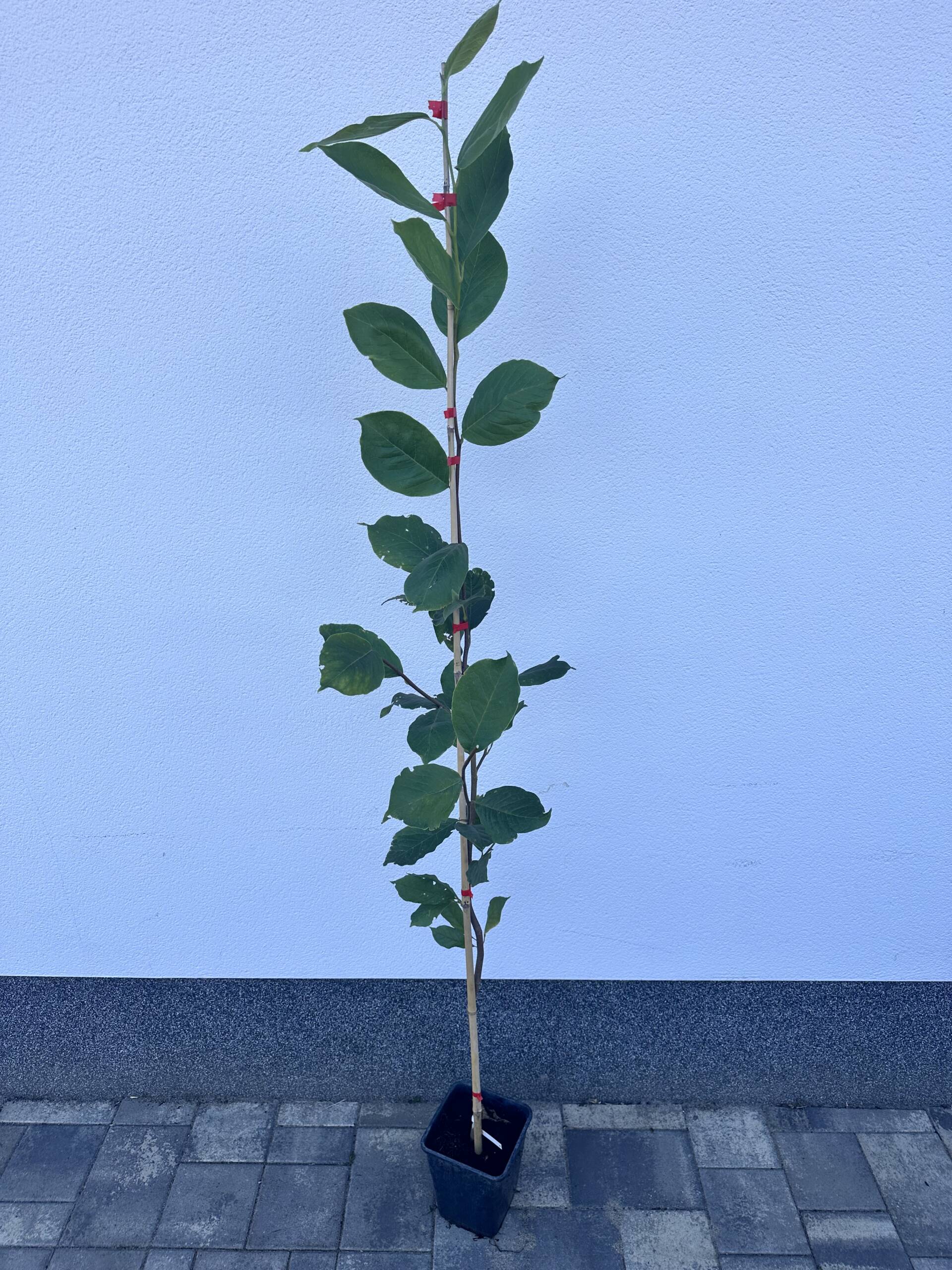 Nagyvirágú liliomfa - Magnolia x soulangeana 'Rustica Rubra' - Image 3