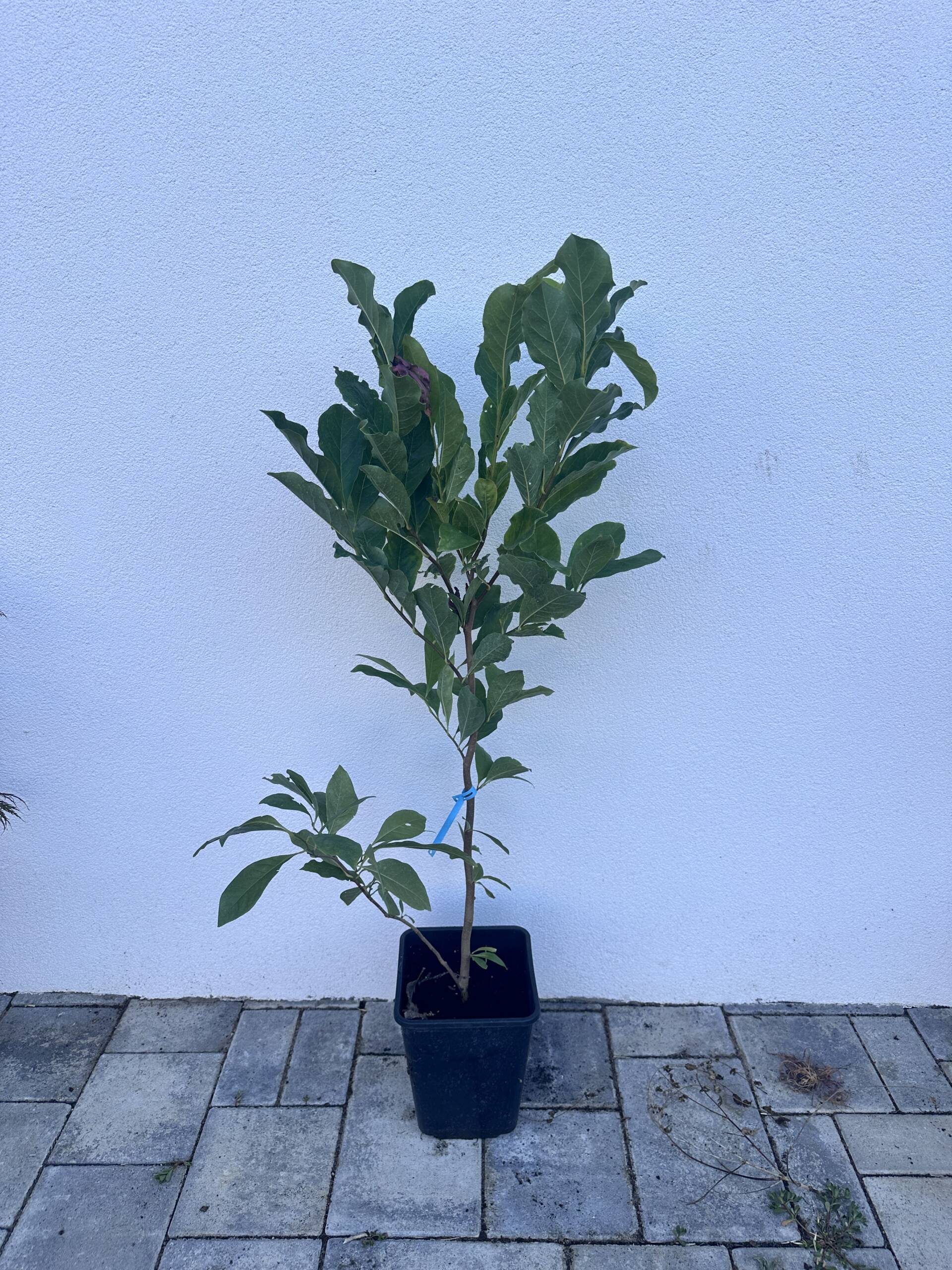 Nagyvirágú liliomfa - Magnolia 'Susan' - Image 2