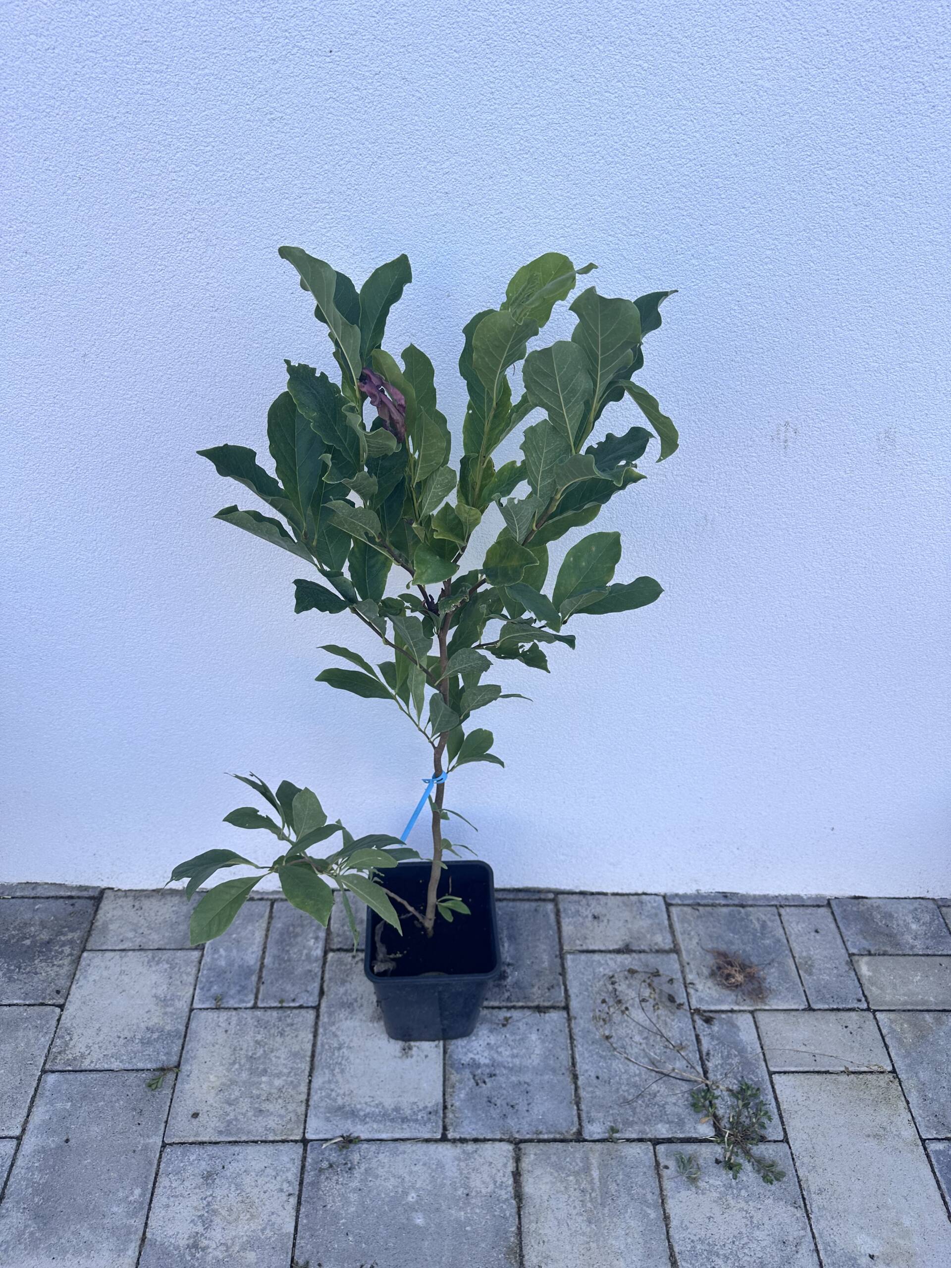 Nagyvirágú liliomfa - Magnolia 'Susan' - Image 3