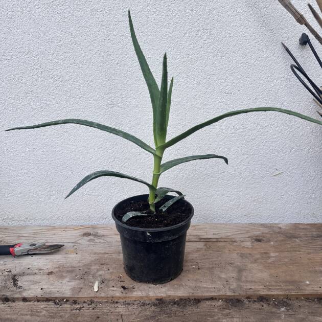 Aloe thraskii