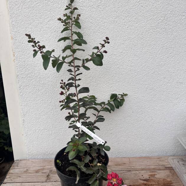 Kínai selyemmirtusz – Lagerstroemia indica 'Turenne'