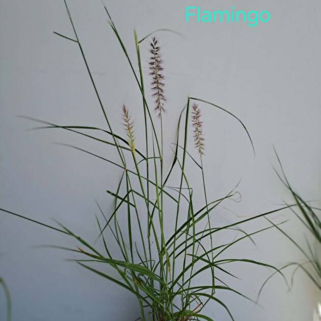 Rózsaszín bugás Tollborzfű – Pennisetum alopecuroides 'Flamingo'