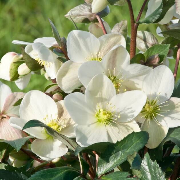Hunyor – Helleborus nigercors ‘Emma’