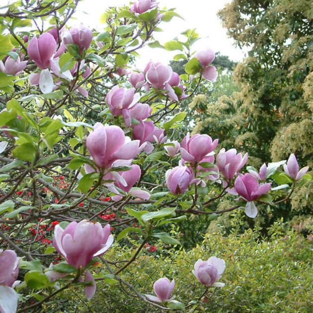 Nagyvirágú liliomfa - Magnolia x soulangeana 'Sun Dew'