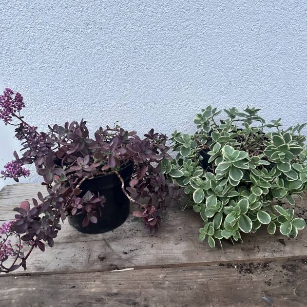 Varjúháj - Sedum SunSparkler (több fajta)