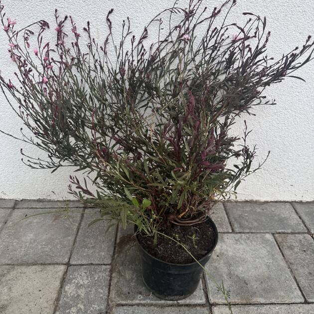 Évelő díszgyertya - Gaura lindheimeri 'Gaudi Pink'