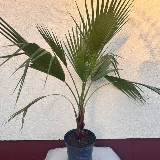 Washington pálma - Washingtonia 'Robusta'