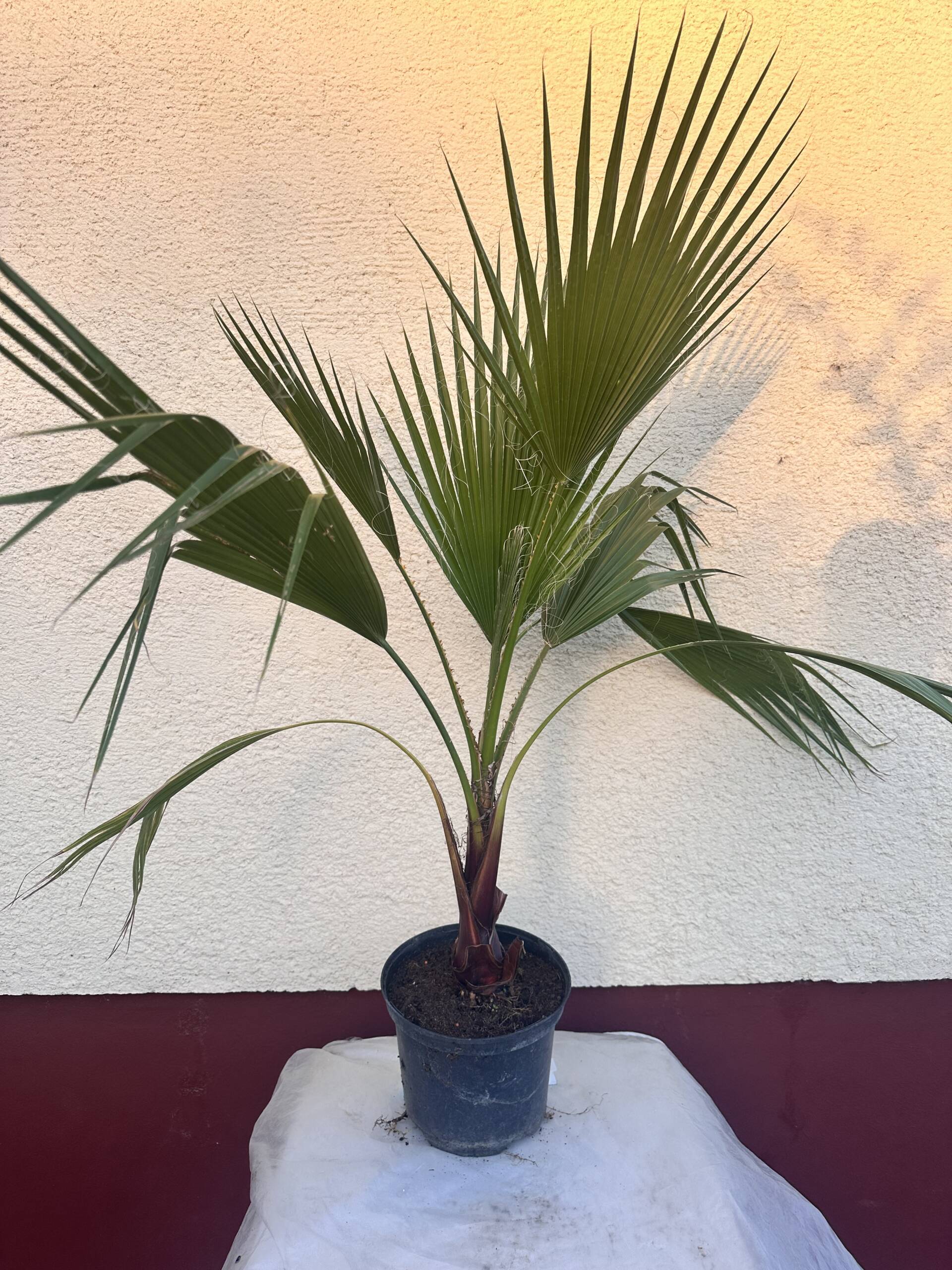 Washington pálma - Washingtonia 'Robusta'