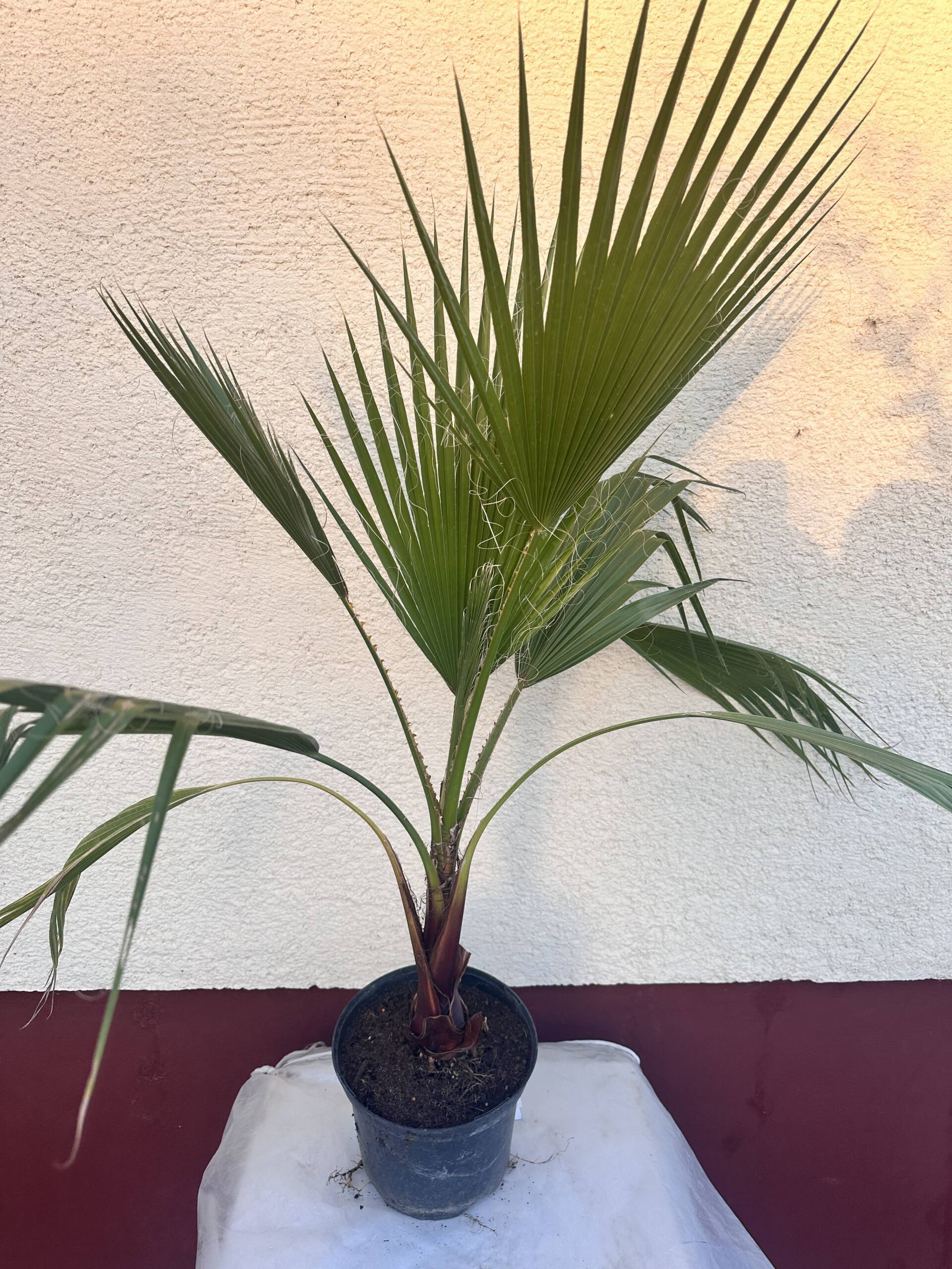 Washington pálma - Washingtonia 'Robusta' - Image 2