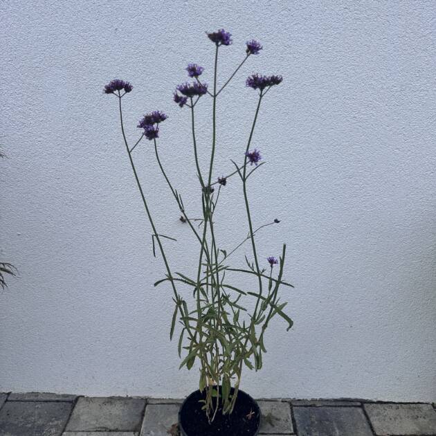 Ernyős verbéna - Verbena bonariensis