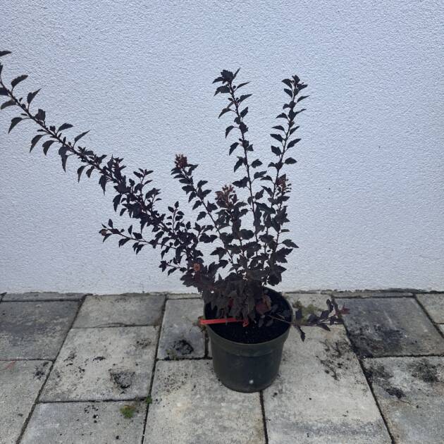 Bangitalevelű hólyagvessző - Physocarpus opulifolius 'Little Joker'