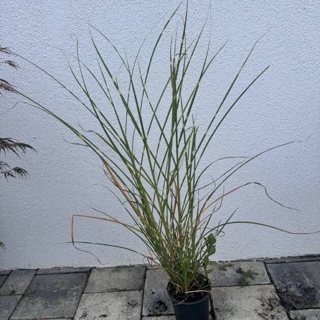 Fehércsíkos zebrafű - Miscanthus sinensis 'Strictus'