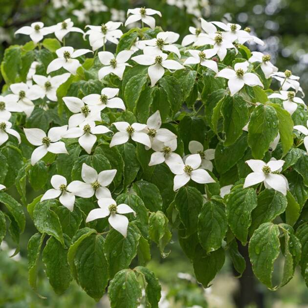 Kínai csillagsom - Cornus kousa chinensis