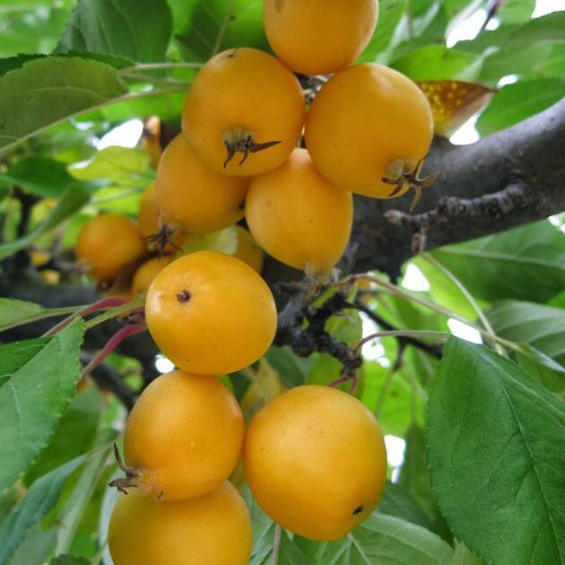 Díszalma - Malus 'Golden Hornet'