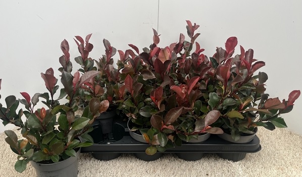 Törpe vörös korallberkenye - Photinia fraseri 'Little Red Robin'
