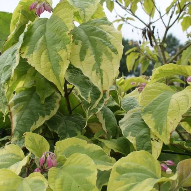 Tarka levelű Kései végzetfa - Clerodendrum trichotomum 'Variegata'